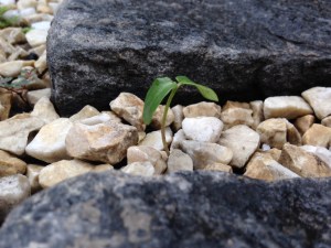 Acordei pela manhã e me deparei com essa imagem, a vida surgindo em meio a pedras rígidas e frias.